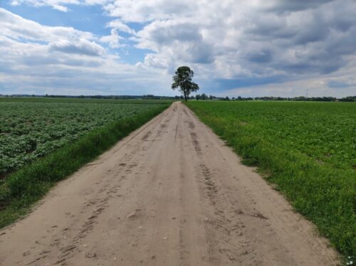 Prosta piaszczysto-gruntowa droga przez pola. Po lewej są ziemniaki, po prawej buraki.