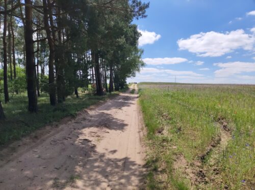 Bardzo piaszczysta droga z rzadkim lasem po lewej stronie i polem zboża po prawej.