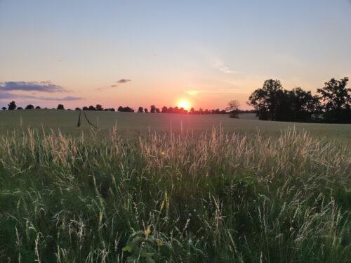Zachód słońca nad polami. Na pierwszym planie rozświetlone pióropusze trawy na miedzy przy drodze.