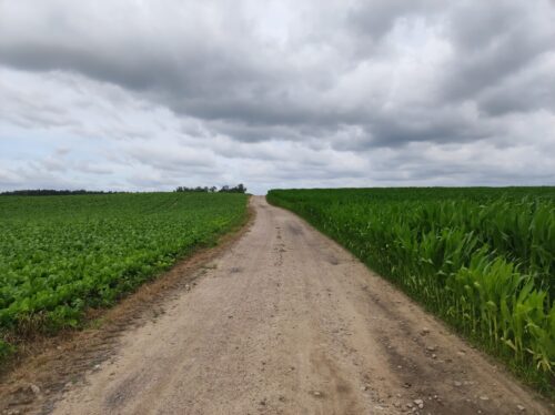 Szutrowa droga przez pola, po lewej stronie buraki, po prawej kukurydza.