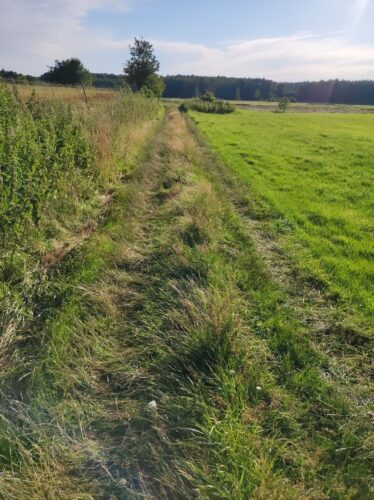 Droga, a właściwie ślady kół traktora odciśnięte w wysokiej trawie na skraju łaki.