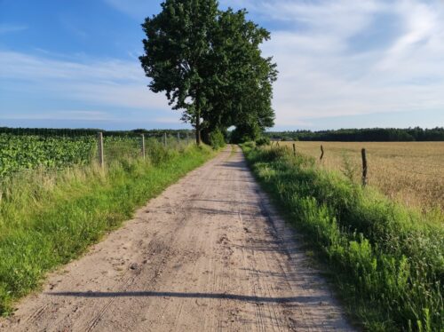 Szutrowa droga przez pola. Na tym po lewej rosną buraki, po prawej zboże.