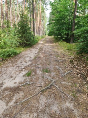 Gruntowa droga przez mieszany las z wystającymi korzeniami drzew.