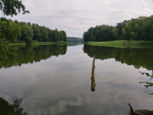 Jezioro otoczone lasem, na wprost widoczne przewężenie, za którym zbiornik znowu się rozszerza. Na pierwszym planie z wody wystaje konar drzewa.