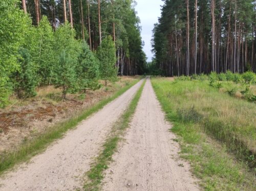 Szutrowa droga przez sosnowo-brzozowy las. Po prawej stronie z przodu leśna szkółka.