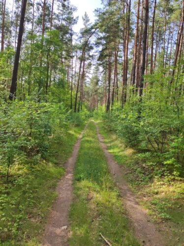 Droga gruntowa przez w większości sosnowy las. Odsłonięte koleiny są wąskie, a reszta jest porośnięta trawą.