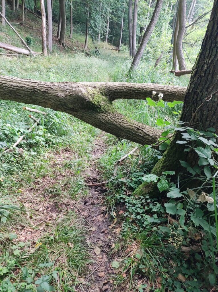 W poprzek wąskiej ścieżki w lesie na brzegu jeziora leży pień drzewa. Miejsca pod spodem jest akurat tyle, by można było tamtędy przeciągnąć leżący na boku rower.