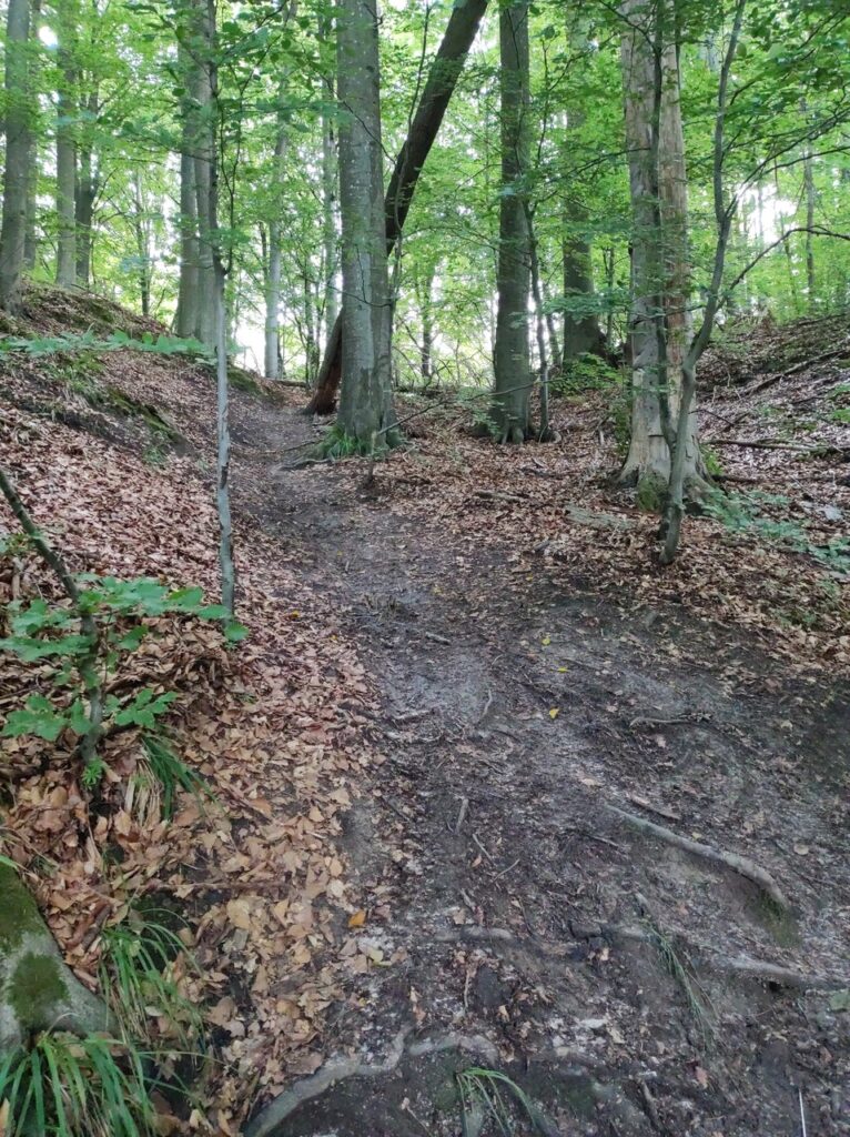 Strome podejście pod górę, nieco błotniste i pełne wystających korzeni drzew.