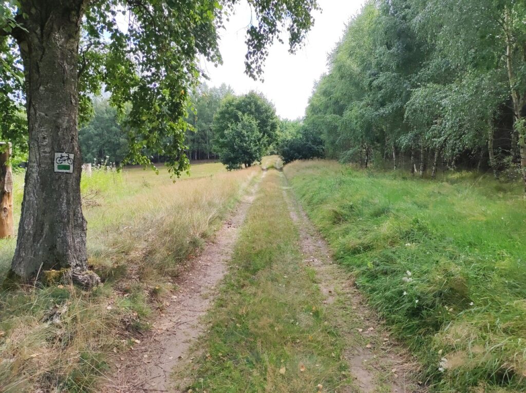 Trawiasto-gruntowa droga przez lasy. Na drzewie po lewej oznaczenie zielonego szlaku rowerowego.