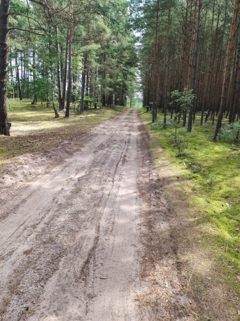Bardzo piaszczysta droga przez las iglasty. W piasku widać ślady kół.