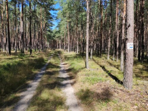 Gruntowa droga przez sosnowy las ze sporą grzywą zielska miedzy koleinami. Na drzewie po prawej stronie oznaczenie niebieskiego szlaku rowerowego.