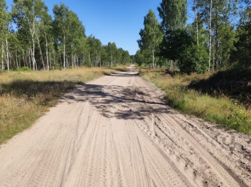 Bardzo piaszczysta droga przez brzozowy las w upalny dzień.