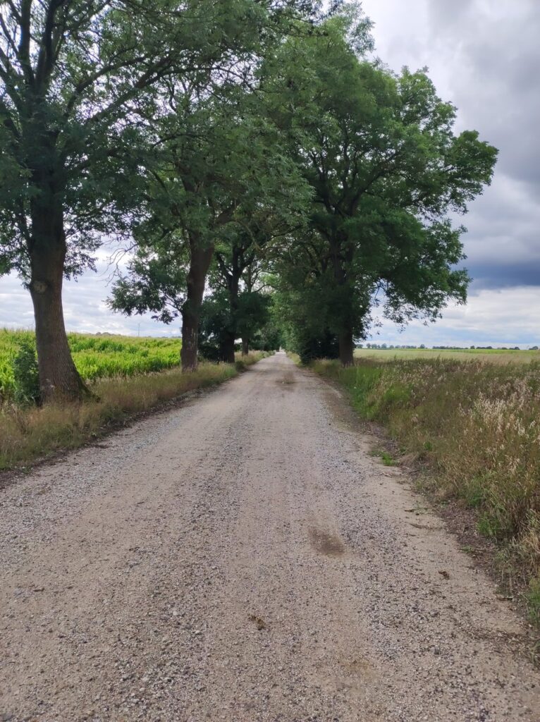 Otoczona szpalerem drzew szutrowa droga przez pola. To po prawej jest już puste, na lewym rośnie kukurydza.