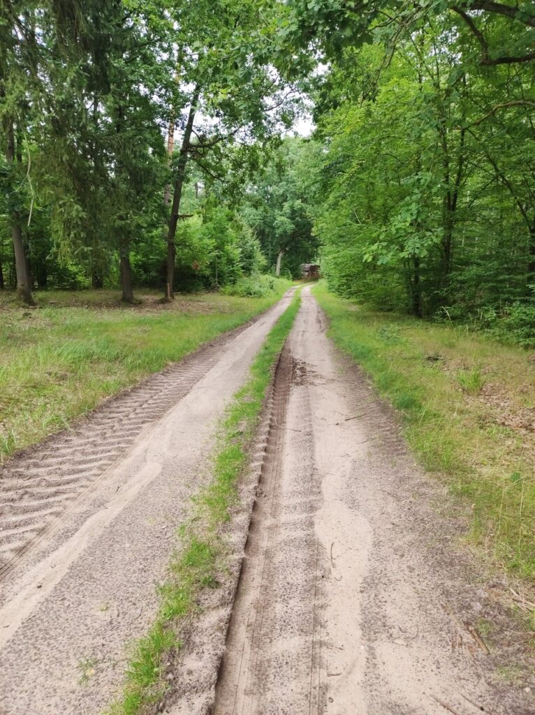Piaszczysta droga przez las ze śladami traktora i samochodu odciśniętymi w mokrym piasku.