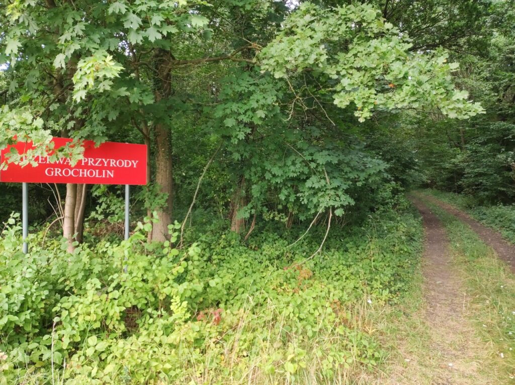 Skręcająca w lewo i znikająca w gęstej roślinności droga przez las. Po lewej stronie stoi czerwona tablica z napisem „Rezerwat przyrody Grocholin”.