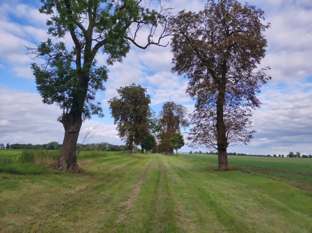 Droga przez pola w alei starych drzew, głównie kasztanów. Kiedyś była szeroką drogą dojazdową do majątku, teraz jest słabo widocznym śladem w trawie.