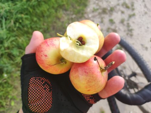 Ręka w czarno-pomarańczowej rękawiczce rowerowej trzyma trzy niewielkie żółto-czerwone jabłka, na których leży połówka czwartego. W tle trawa na poboczu szutrowej drogi i fragment roweru.