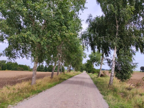 Szeroka szutrowa droga przez puste pola otoczona drzewami. 