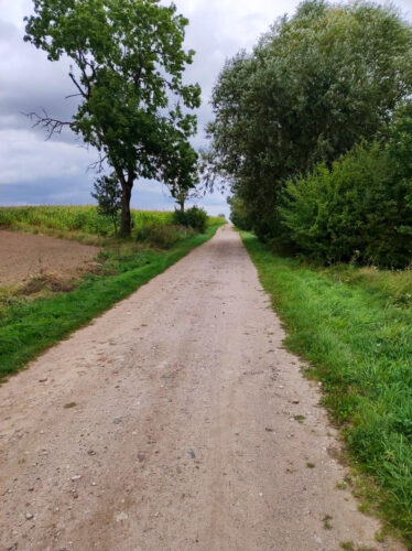Wąska szutrowa droga pod górkę z polami po lewej stronie (najpierw puste, dalej kukurydza) i drzewami po prawej. Niebo za górką jest zachmurzone.