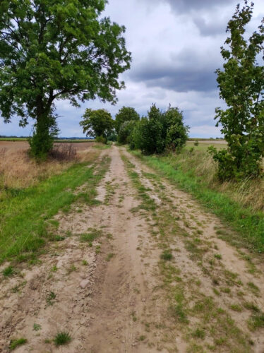 Częściowo zarośnięta trawą gruntowa przez puste pola pod pochmurnym niebem.
