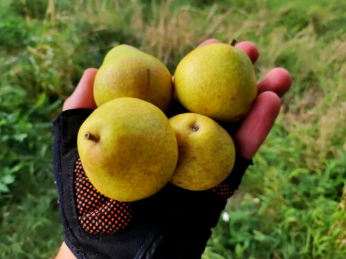 Cztery nieduże gruszki ulęgałki leżą na dłoni w czarno-pomarańczowej rękawiczce rowerowej.
