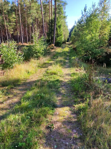 Częściowo zarośnięta trawą droga przez las. Po lewej stronie najpierw poręba, później las sosnowy. Po prawej sosnowy młodniak z wmieszanymi brzózkami.